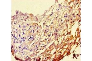 Immunohistochemistry of paraffin-embedded human thyroid tissue using ABIN7163143 at dilution of 1:100