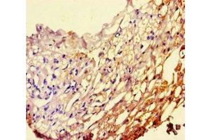 Immunohistochemistry of paraffin-embedded human thyroid tissue using ABIN7163143 at dilution of 1:100 (PEBP1 anticorps  (AA 97-128))