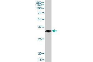 STUB1 MaxPab polyclonal antibody. (STUB1 anticorps  (AA 1-303))