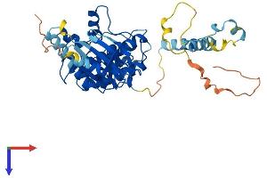 AlphaFold protein structure predicition of Human Recombinant PHKG2 Protein, UniprotID P15735