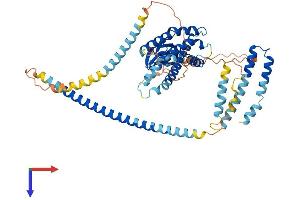 AlphaFold protein structure predicition of Human Recombinant SPATA18 Protein, UniprotID Q8TC71