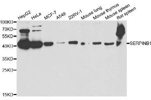 Western blot analysis of extracts of various cell lines, using SERPINB1 antibody (ABIN5973688) at 1/1000 dilution. (SERPINB1 anticorps)
