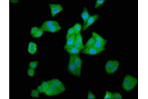 Immunofluorescence staining of HepG2 cells with ABIN7155245 at 1:66, counter-stained with DAPI.