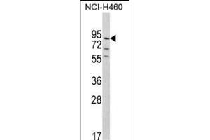 Western blot analysis of MyoGEF Antibody (N-term) (ABIN390909 and ABIN2841114) in NCI- cell line lysates (35 μg/lane). (PLEKHG6 anticorps  (N-Term))
