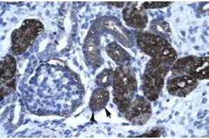 Immunohistochemical staining (Formalin-fixed paraffin-embedded sections) of human kidney with GPBP1 polyclonal antibody  at 4-8 ug/mL working concentration. (GC-Rich Promoter Binding Protein 1 (GPBP1) (N-Term) anticorps)
