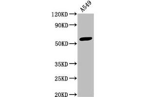 Western Blot Positive WB detected in: A549 whole cell lysate All lanes: IFIT3 antibody at 3. (IFIT3 anticorps  (AA 1-490))