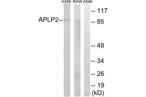 Western blot analysis of extracts from A549 cells and RAW264. (APLP2 anticorps  (Internal Region))