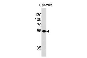 Western Blot Analysis of human placental lysate using ODC-1 Mouse Monoclonal Antibody (ODC1/485).