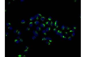 Immunofluorescence staining of Hela cells with ABIN7147174 at 1:50, counter-stained with DAPI.