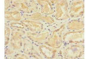Immunohistochemistry of paraffin-embedded human kidney tissue using ABIN7170732 at dilution of 1:100 (STRADA anticorps  (AA 25-210))