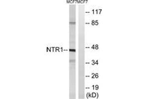 Western blot analysis of extracts from MCF7 cells, using NTR1 Antibody. (NTSR1 anticorps  (AA 181-230))