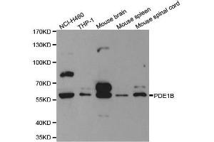 Western blot analysis of extracts of various cell lines, using PDE1B antibody. (PDE1B anticorps  (AA 190-536))