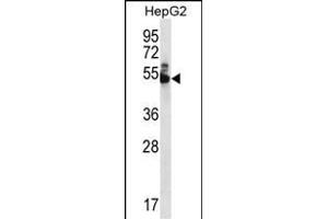 WDR85 Antibody (N-term) (ABIN656409 and ABIN2845703) western blot analysis in HepG2 cell line lysates (35 μg/lane). (Diphthamide Biosynthesis 7 (DPH7) (AA 23-51), (N-Term) anticorps)