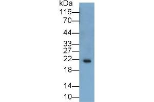 Detection of IL11 in Porcine Skin lysate using Polyclonal Antibody to Interleukin 11 (IL11) (IL-11 anticorps  (AA 22-199))
