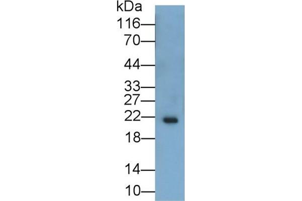 IL-11 anticorps  (AA 22-199)