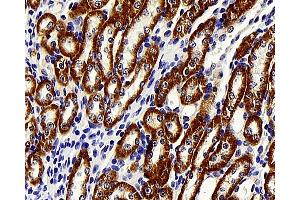 Immunohistochemistry analysis of paraffin-embedded mouse kidney using BRAF Polyclonal Antibody at dilution of 1:400.