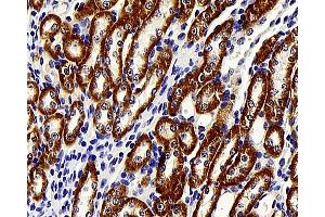 Immunohistochemistry analysis of paraffin-embedded mouse kidney using BRAF Polyclonal Antibody at dilution of 1:400. (BRAF anticorps)