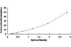 ELISA image for Cytoglobin (CYGB) ELISA Kit (ABIN432804)