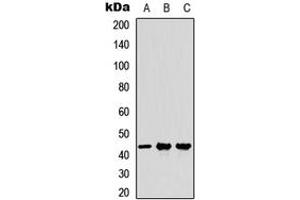 Western blot analysis of MFG-E8 expression in A549 (A), NS-1 (B), PC12 (C) whole cell lysates. (MFGE8 anticorps  (Center))