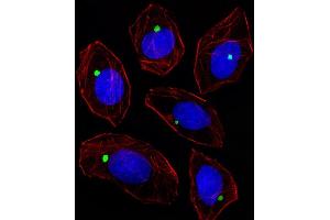 Fluorescent image of A549 cell stained with PCM-1 Antibody (Center) (ABIN391696 and ABIN2841598)/SA120711BC. (PCM1 anticorps  (AA 632-661))