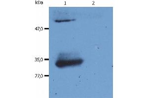Western Blotting analysis (reducing conditions) of human IgG Fab fragment using anti-human IgG Fab fragment (4A11). (Souris anti-Humain IgG (Fab Region) Anticorps (PE))