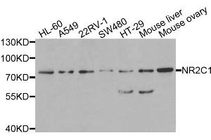 Western blot analysis of extracts of various cells, using NR2C1 antibody. (NR2C1 anticorps)