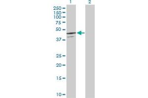 Western Blot analysis of SERPINB7 expression in transfected 293T cell line by SERPINB7 MaxPab polyclonal antibody. (SERPINB7 anticorps  (AA 1-380))