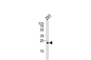 Western blot analysis of lysate from 293 cell line, using RSPO2 Antibody (C-term) (ABIN651457 and ABIN2840250). (RSPO2 anticorps  (C-Term))