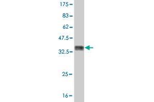 Western Blot detection against Immunogen (36. (MUSK anticorps  (AA 301-400))