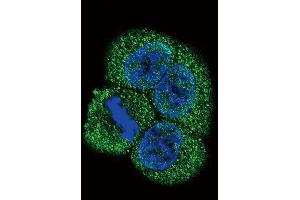 Confocal immunofluorescent analysis of VEGFR2 (FLK1/KDR) Antibody (C-term) (ABIN391979 and ABIN2841770) with Hela cell followed by Alexa Fluor 488-conjugated goat anti-rabbit lgG (green).