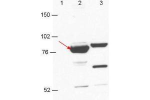 Anti-Esrp-1/2 antibody by western blot shows detection in 293T cell extracts. (Esrp-1/2 anticorps)