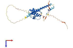 AlphaFold protein structure predicition of Human Recombinant MAPRE2 Protein, UniprotID Q15555