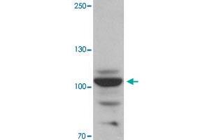 Western blot analysis of RAPGEF3 in rat skeletal muscle tissue with RAPGEF3 polyclonal antibody  at 1 ug/mL.