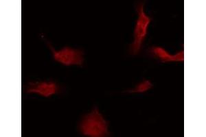 ABIN6277554 staining HuvEc by IF/ICC. (PA2G4 anticorps  (C-Term))