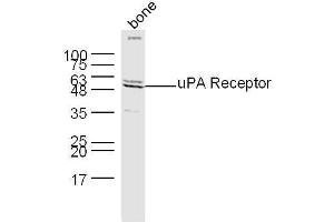 Mouse bone lysates probed with Rabbit Anti-PLAUR Polyclonal Antibody, Unconjugated  at 1:300 overnight at 4˚C. (PLAUR anticorps  (AA 201-300))