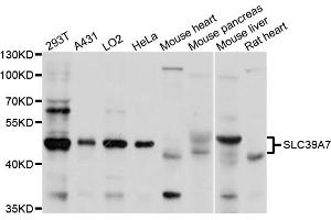Western blot analysis of extracts of various cell lines, using SLC39A7 antibody (ABIN1874835) at 1:1000 dilution. (SLC39A7 anticorps)
