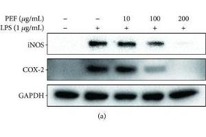 Effect of PEF on LPS-stimulated iNOS and COX-2 expression in RAW 264. (PTGS2 anticorps  (AA 375-604))