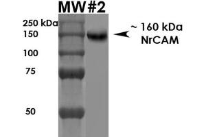 Western Blot analysis of Rat Brain Membrane showing detection of ~160 kDa NrCam protein using Mouse Anti-NrCam Monoclonal Antibody, Clone S364-51 . (NrCAM anticorps  (Extracellular Domain) (Atto 594))