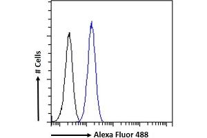 (ABIN185733) Flow cytometric analysis of paraformaldehyde fixed KNRK cells (blue line), permeabilized with 0. (CCM2 anticorps  (Internal Region))