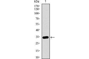 Western blot analysis using MAPK14 mAb against human MAPK14 recombinant protein.