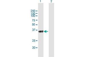 Western Blot analysis of C5orf51 expression in transfected 293T cell line by C5orf51 MaxPab polyclonal antibody. (C5orf51 anticorps  (AA 1-294))
