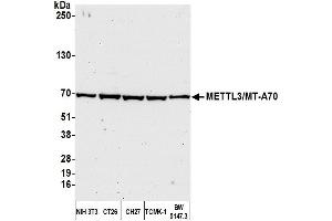 Western Blotting (WB) image for anti-Methyltransferase Like 3 (METTL3) (AA 1-50) antibody (ABIN7450445) (METTL3 anticorps  (AA 1-50))
