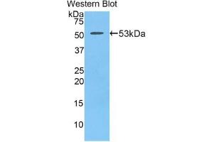 Detection of Recombinant PDGFBB, Mouse using Polyclonal Antibody to Platelet Derived Growth Factor BB (PDGF BB) (PDGF-BB Homodimer (AA 21-241) anticorps)