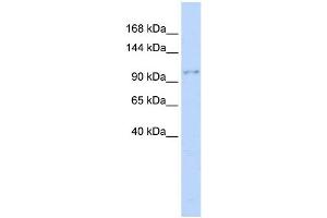 WB Suggested Anti-NEDD4 Antibody Titration:  0. (NEDD4 anticorps  (Middle Region))