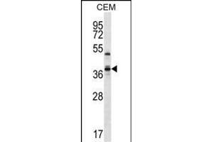 WDR25 Antibody (C-term) (ABIN657284 and ABIN2846372) western blot analysis in CEM cell line lysates (35 μg/lane). (WDR25 anticorps  (C-Term))