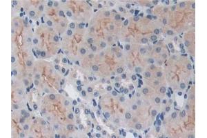 DAB staining on IHC-P; Samples: Mouse Kidney Tissue (TRAF6 anticorps  (AA 254-475))