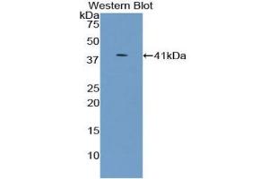 Western blot analysis of the recombinant protein. (UGT8 anticorps  (AA 198-541))