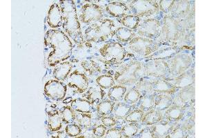 Immunohistochemistry of paraffin-embedded mouse kidney using OCLN antibody. (Occludin anticorps  (AA 263-522))