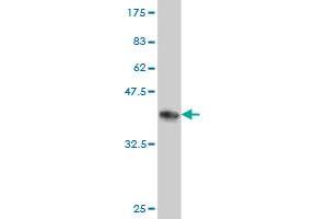 Western Blot detection against Immunogen (37.