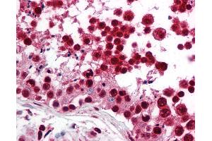 Anti-SREBP-2 antibody IHC of human testis.
